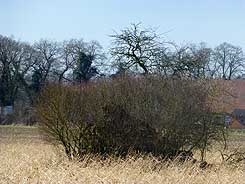  Burg Schagen, ihr Mauerrest im Feld von Osten. Foto Eismann 2015