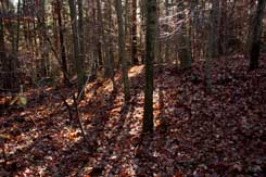 Graben oder Erosionsrinne stlich der Motte auf dem Knappsberg (Foto Eismann 2015)