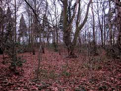 Der Innenbereich der Ringwallanlage. Im Hintergrund ist der Wall erkennbar. Foto Frank Both, Febr. 2016.