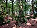 Die kleine Sierhauser Schanze, Wallverlauf. Foto Frank Both, Mai 2016.