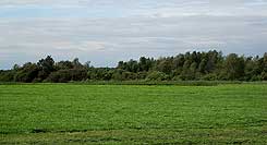 Teil der verbuschten und bewaldeten Burgstelle von Sden. Foto Frank Both, August 2016.