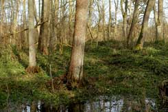 Der Mottenhgel von Sden (Foto Eismann 2016)